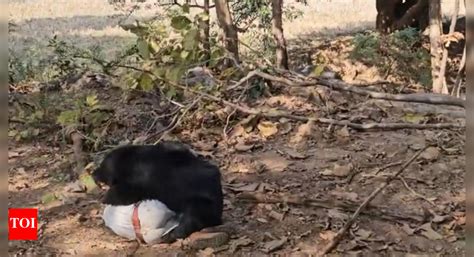 Sloth Bear Attack