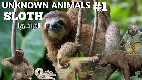 Sloth In Tamil