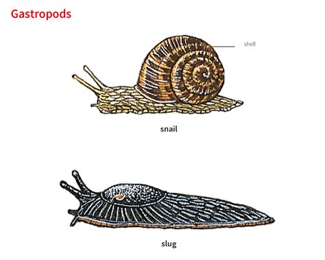 Slug Definition
