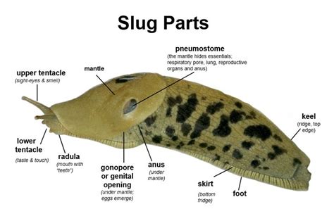 Image related to slug-definition