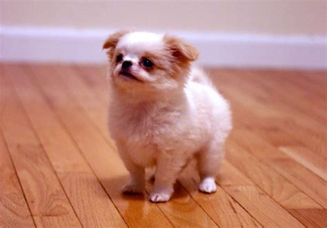 small asian dog