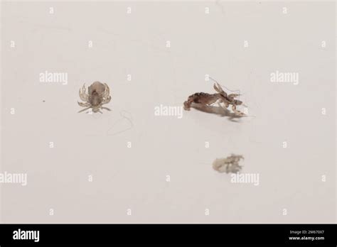 Small Asymmetrical Plagues Affp