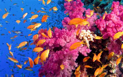 small coral reef fish