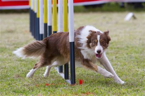 Small Dog Sports