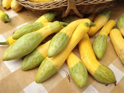 Small Green And Yellow Squash