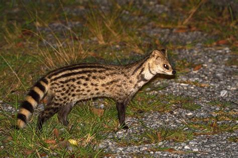 Small Indian Civet