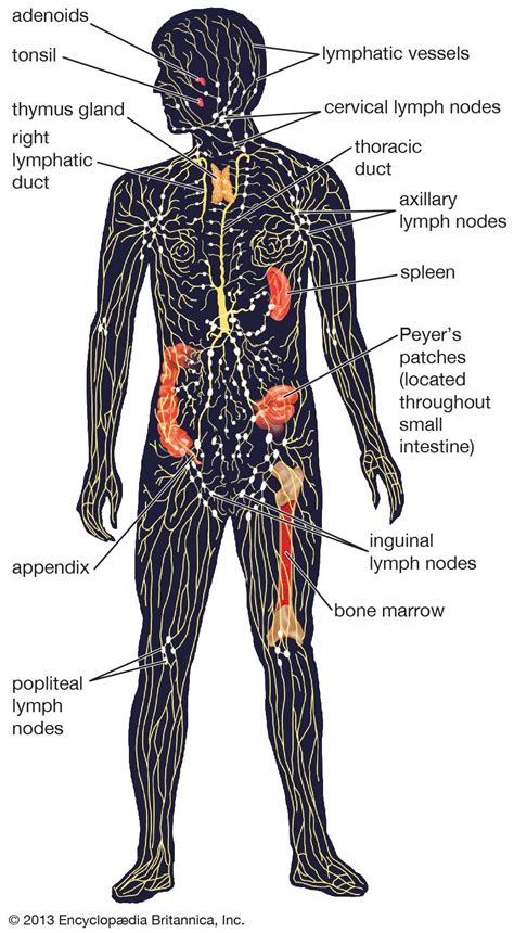 small masses of lymphatic tissue situated on each side …