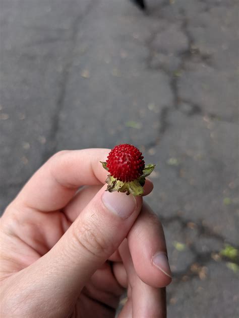 small red berries in grass