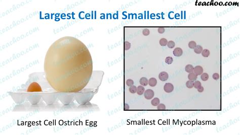 Smallest Living Cell