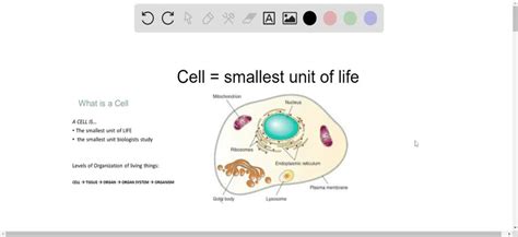 Smallest Unit Of Life