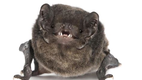 smiling bat