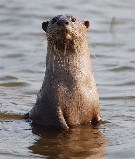 Smooth Coated Otter