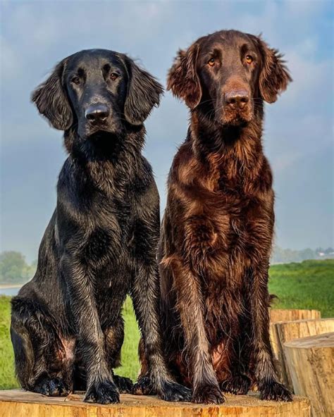 Smooth Coated Retriever