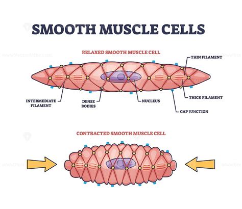 smooth muscle cell