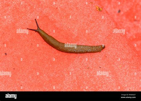 Snail Without Shell