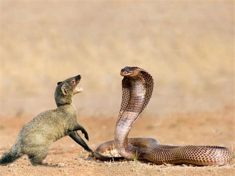 Snake And Mongoose