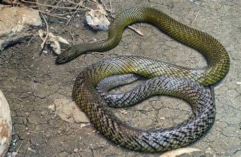 Snake E Musico
