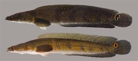 snake fish florida