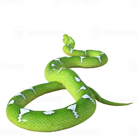 snake python isolated 3d 24486006 PNG