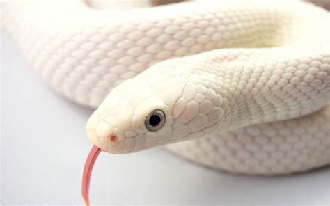 Snake white background