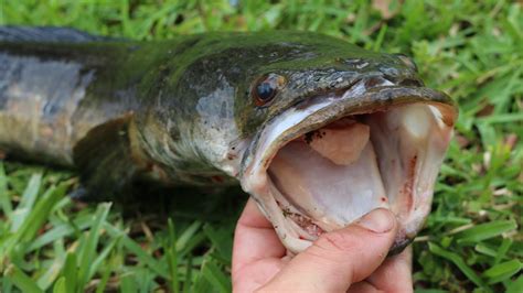 snakehead fish florida