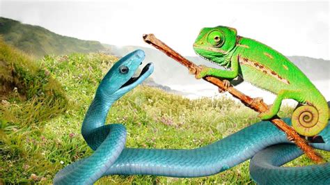 snakes and lizards telenovela