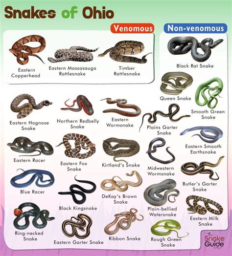 snakes in ohio