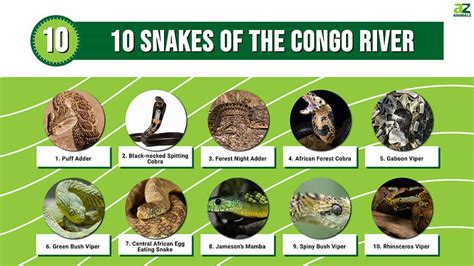 Snakes Of Congo