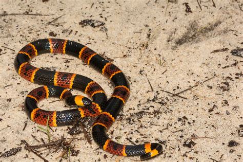 snakes of florida