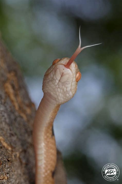 Snakes Tongue Reference