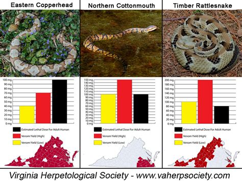 snakes virginia