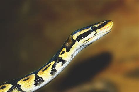 snakes.py - #import libraries import pygame import random...