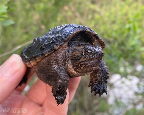 snappy turtle florida