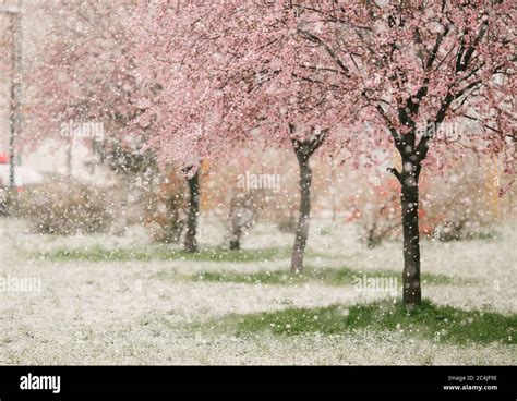 Snow Falling In Spring Coming Of Age In China During The Cultural Revolution