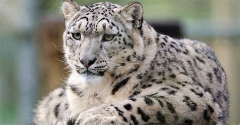 snow leopard size restrictions