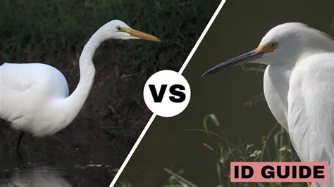 snowy egret vs. great egret Birds of New England.com