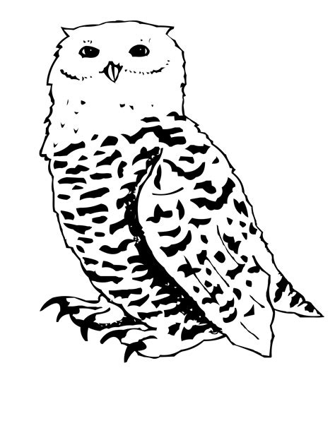 Snowy Owl Coloring Page Coloringall Snowy Owl Coloring Pages - Snowy Owl Coloring Pages