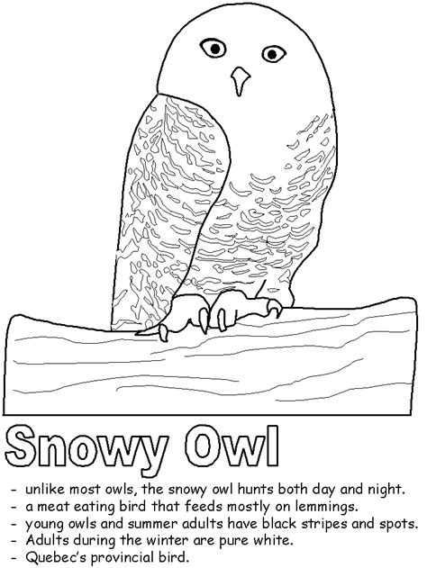 Snowy Owl Coloring Page Kidzone Snowy Owl Coloring Pages - Snowy Owl Coloring Pages