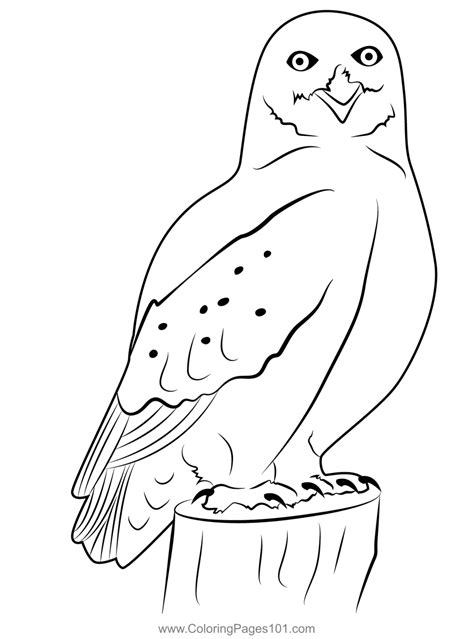 Snowy Owl Coloring Pages Coloring Nation Snowy Owl Coloring Pages - Snowy Owl Coloring Pages