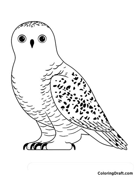 Snowy Owl Coloring Pages Coloringdraft Com Snowy Owl Coloring Pages - Snowy Owl Coloring Pages
