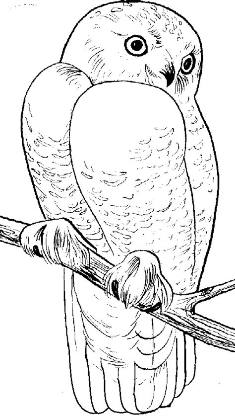 Snowy Owl Printable Coloring Book Pages For Kids Snowy Owl Coloring Pages - Snowy Owl Coloring Pages