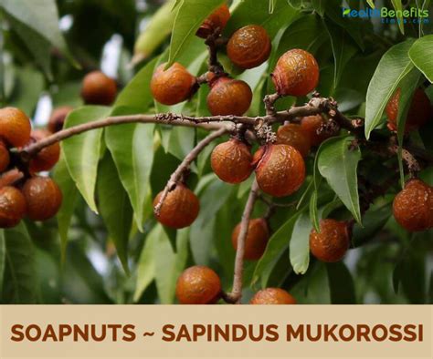 Soap Nut Tree