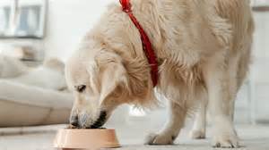 Soñar Comiendo Perro