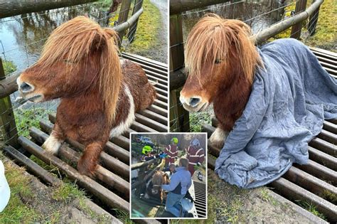 Social Media Users Upset As Shetland Pony Is Animals And Their House - Animals And Their House