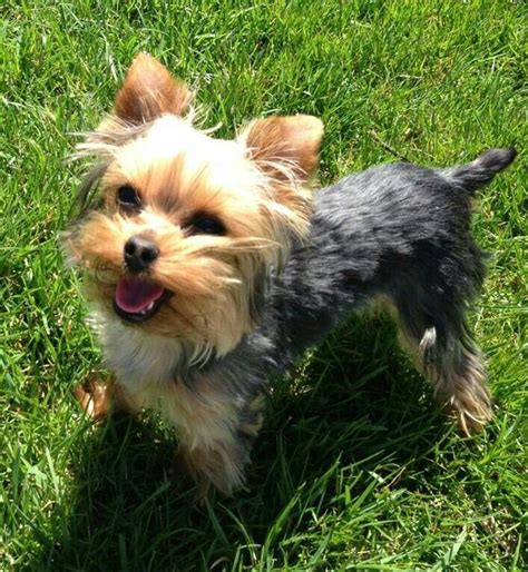 Socializing Teacup Yorkie Puppies