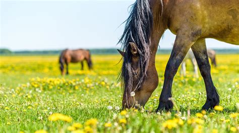 socker i gräs efter regn