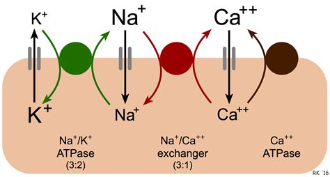 Sodium Calcium Pump