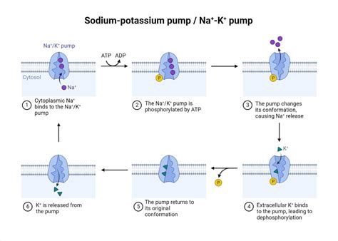 Sodium K Pump