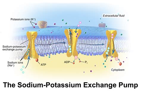 Sodium Potassium Pump