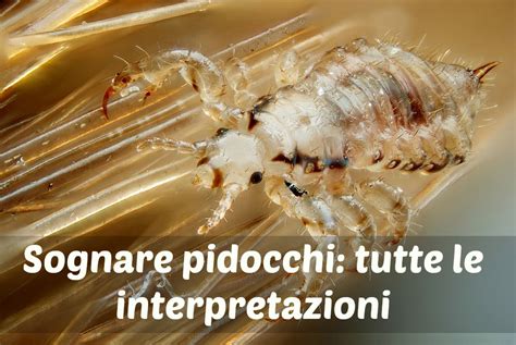 Sognare I Pidocchi
